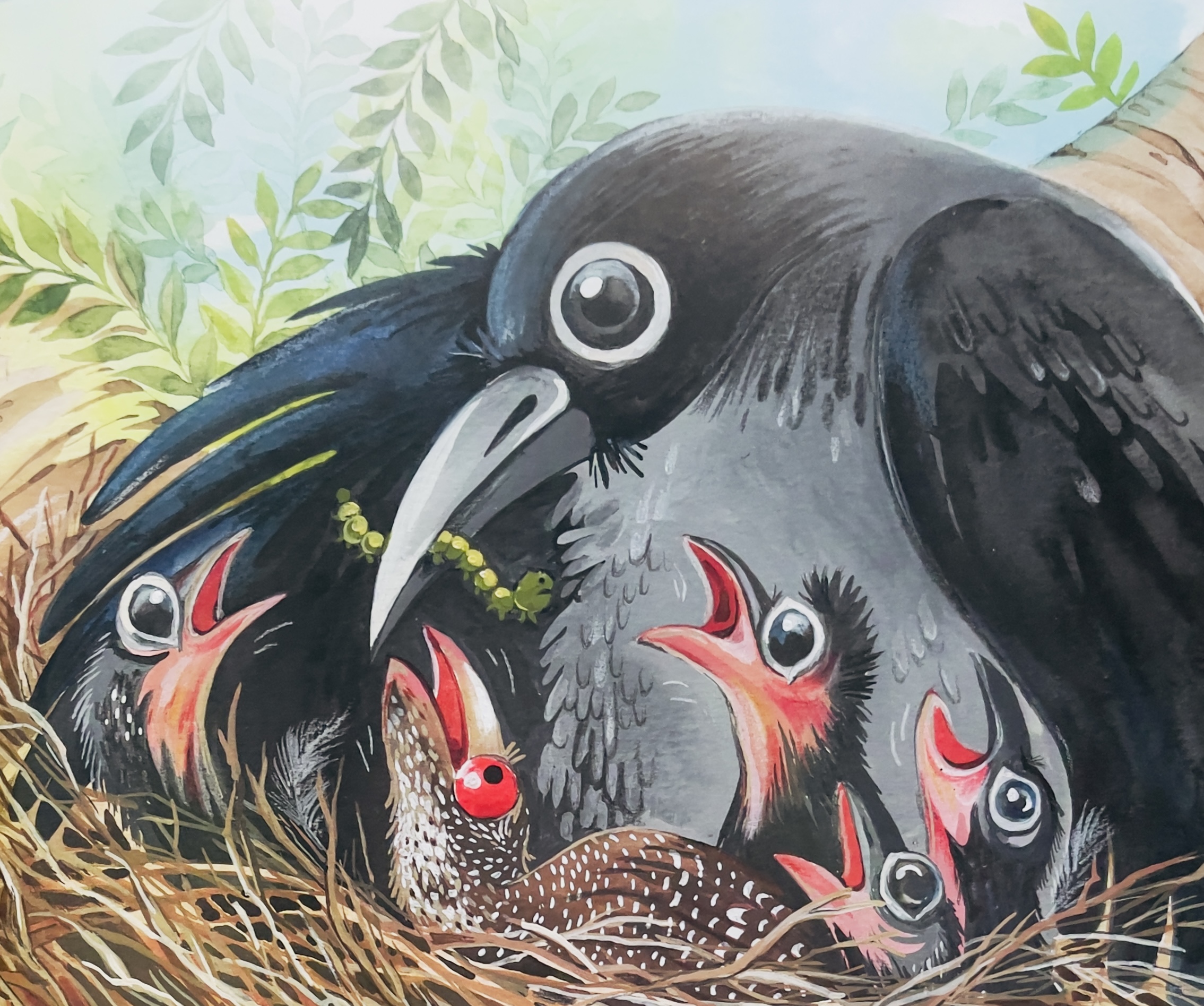 KOEL WANTS A NEST - image 4